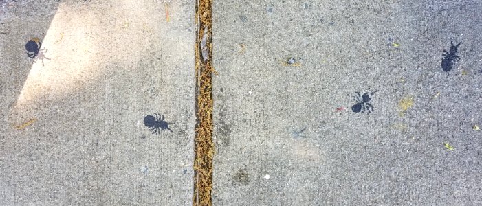 Sidewalk detail - Arlington, MA - 20200527 103745