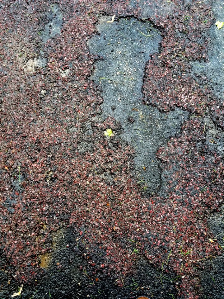 Sidewalk - Arlington, MA - 01