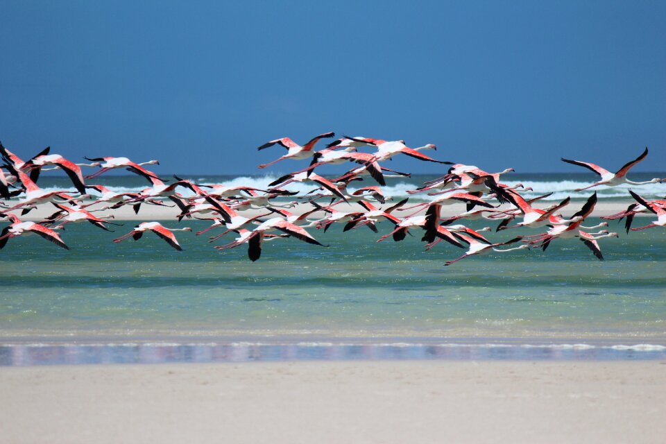 Sea south africa nature