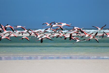 Sea south africa nature
