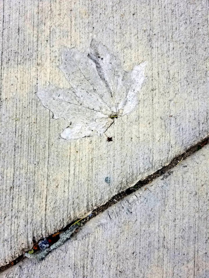 Sidewalk detail - Arlington, MA - 20200807 084203