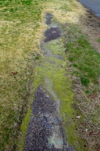 Sidewalk - Arlington, MA - DSC09984