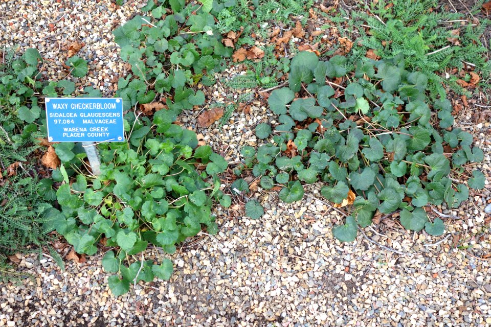 Sidalcea glaucescens - Regional Parks Botanic Garden, Berkeley, CA - DSC04343