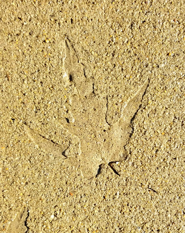 Sidewalk leaf - Arlington, MA - 20201022 093930