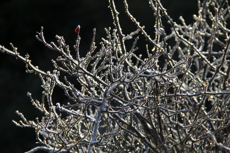Nature frost winter