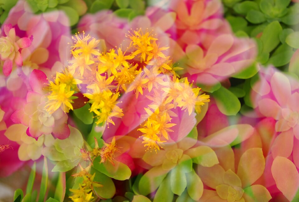 Background pattern floral