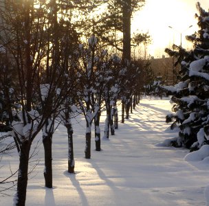 Siberian Pine grove Koryazhma (05)