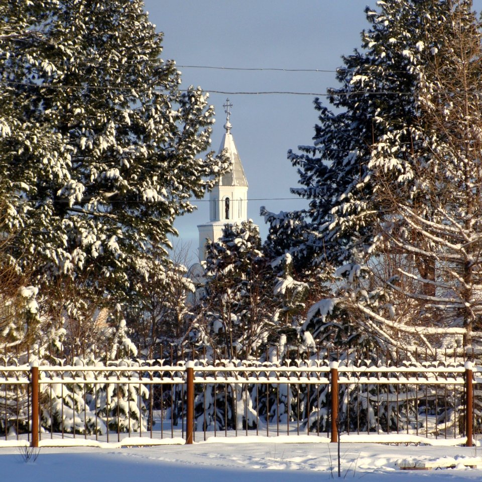 Siberian Pine grove Koryazhma, 2014 (02)