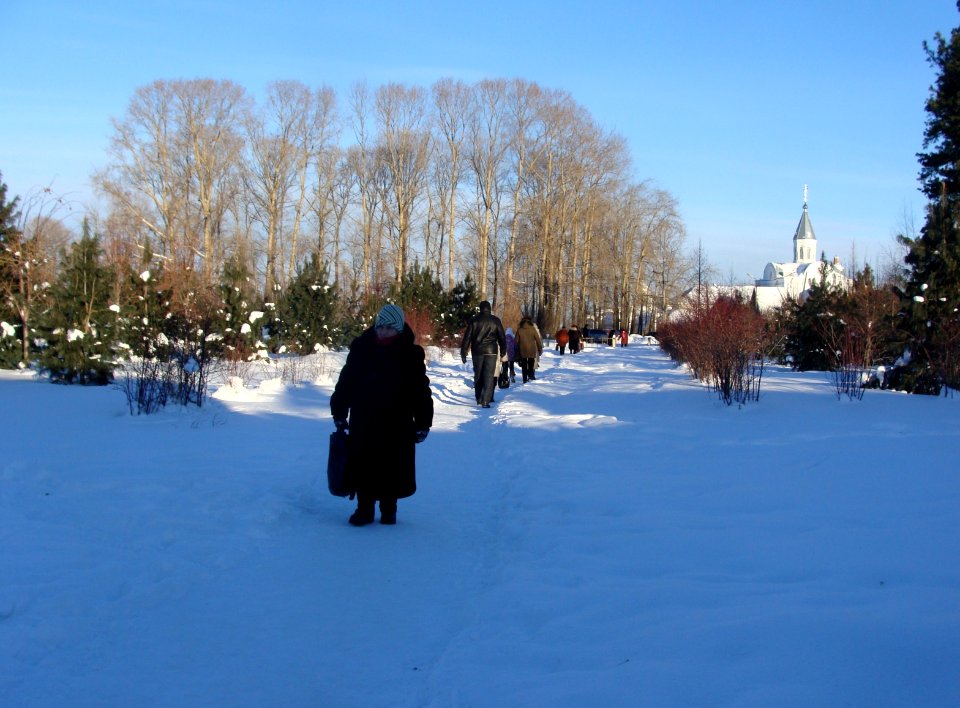 Siberian Pine grove Koryazhma (09)