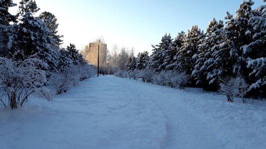 Siberian Pine grove Koryazhma 2018 (02)