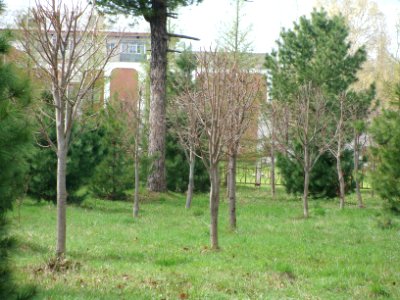 Siberian Pine grove Koryazhma (08)