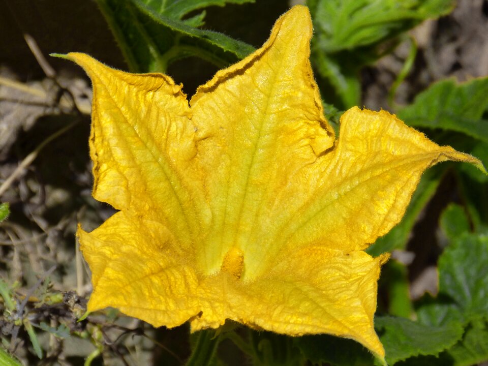 Calabacera squash blossom yellow