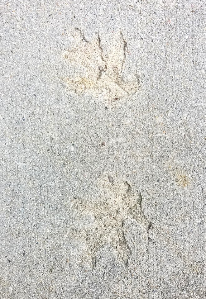 Sidewalk leaves - Arlington, MA - 02