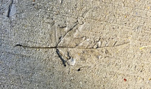 Sidewalk leaf - Arlington, MA - 20201022 093946