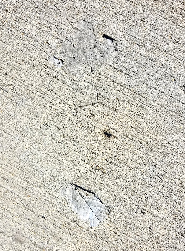 Sidewalk leaves - Arlington, MA - 20200906 095347