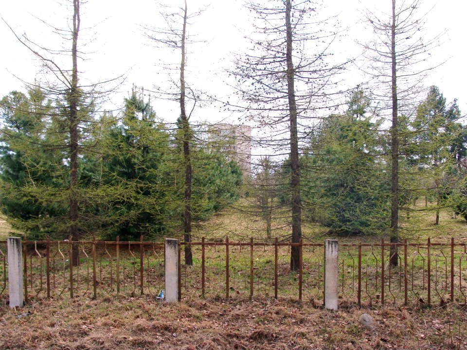 Siberian Pine grove Koryazhma (20)