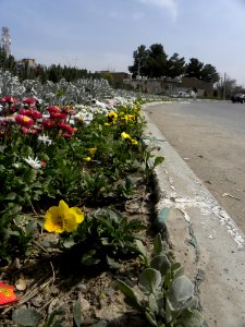 Sidewalk,Wooden pavement,Flowers 11