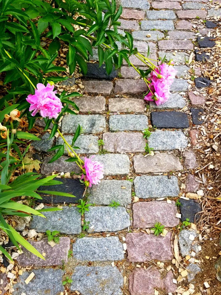 Sidewalk - Arlington, MA - 20200605 140255