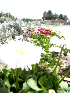 Sidewalk,Wooden pavement,Flowers 09