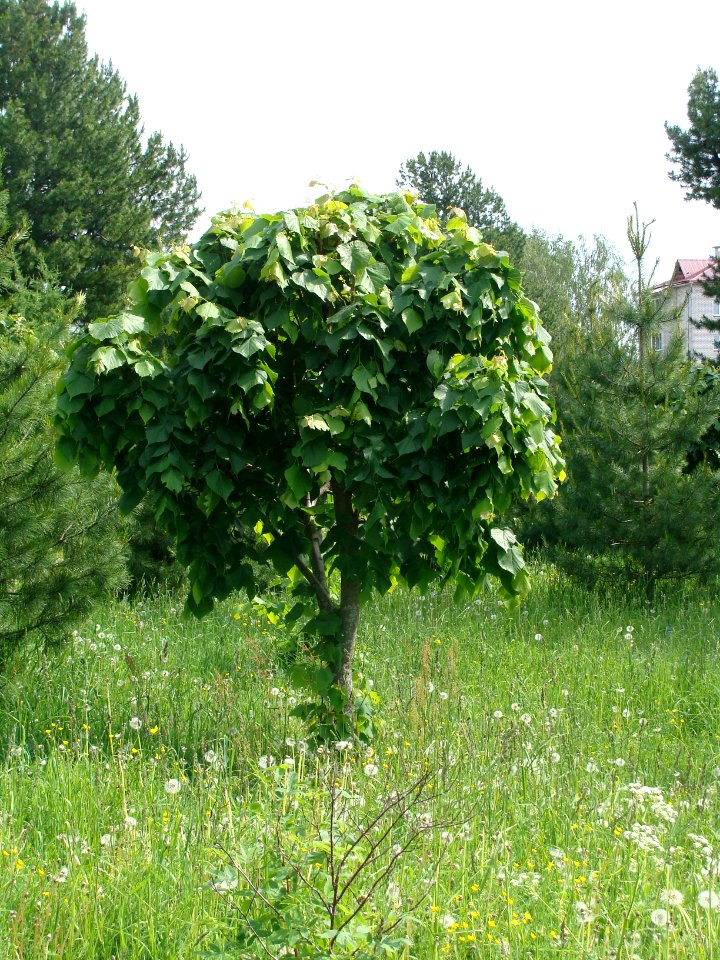 Siberian Pine grove Koryazhma (11)