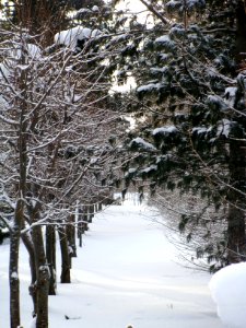 Siberian Pine grove Koryazhma (13)