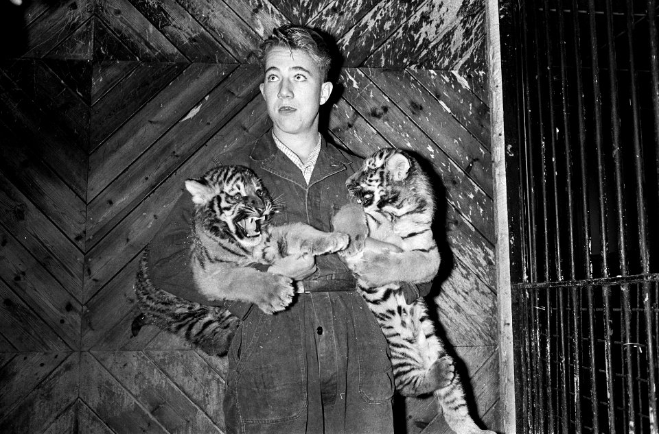 Siberische tijgerwelpen in Blijdorp te Rotterdam, drie maanden oud, Bestanddeelnr 915-7702