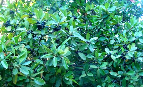 Sideroxylon inerme tree in fruit South Africa 3 photo