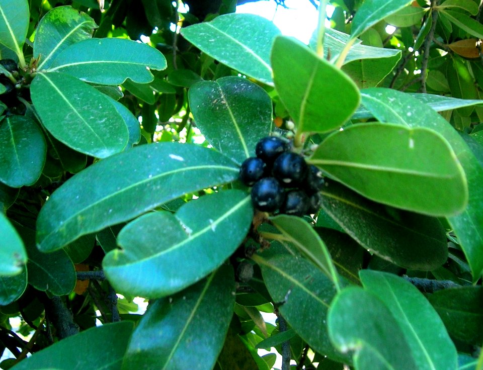 Sideroxylon inerme fruits - White Milkwood tree of South Africa