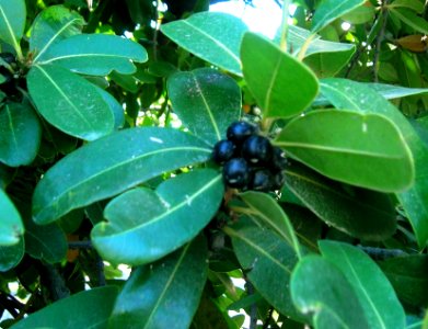 Sideroxylon inerme fruits - White Milkwood tree of South Africa