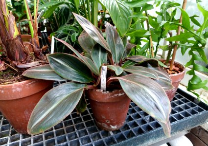Siderasis fuscata - Lyman Plant House, Smith College - DSC02020