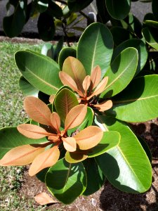 Sideroxylon puberulum - Manglier rouge - Mauritius
