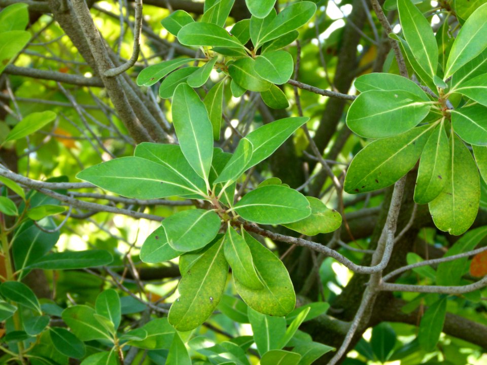 Sideroxylon inerme