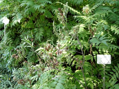 Sibiraea laevigata - Botanical Garden in Kaisaniemi, Helsinki - DSC03455