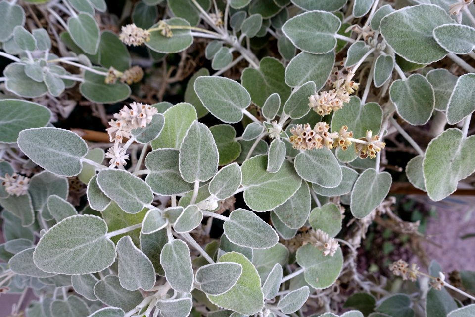 Sideritis cretica - Bergianska trädgården - Stockholm, Sweden - DSC00365
