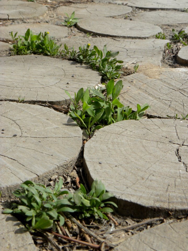 Sidewalk,Wooden pavement,Flowers 07