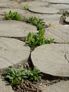Sidewalk,Wooden pavement,Flowers 07