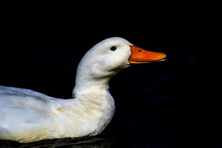 Portugal azores swan