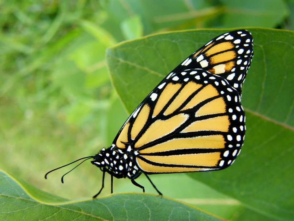 Side view of monarch
