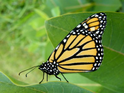 Side view of monarch