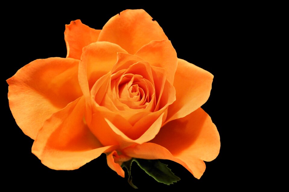 Salmon orange rose black background