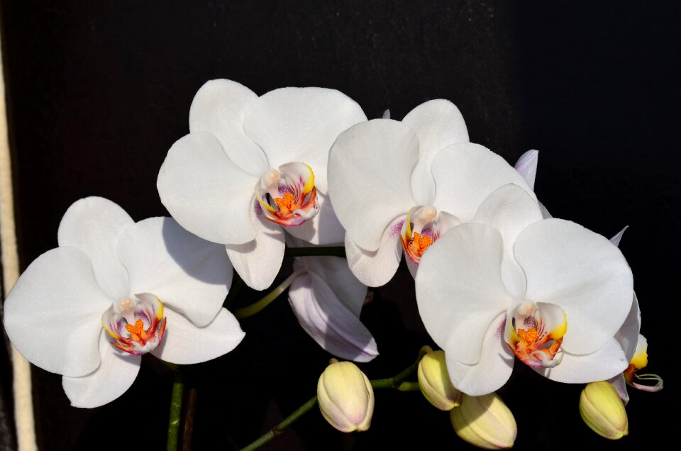 Nature plant beautiful
