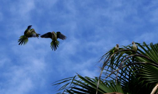 Shouting contest of parrots