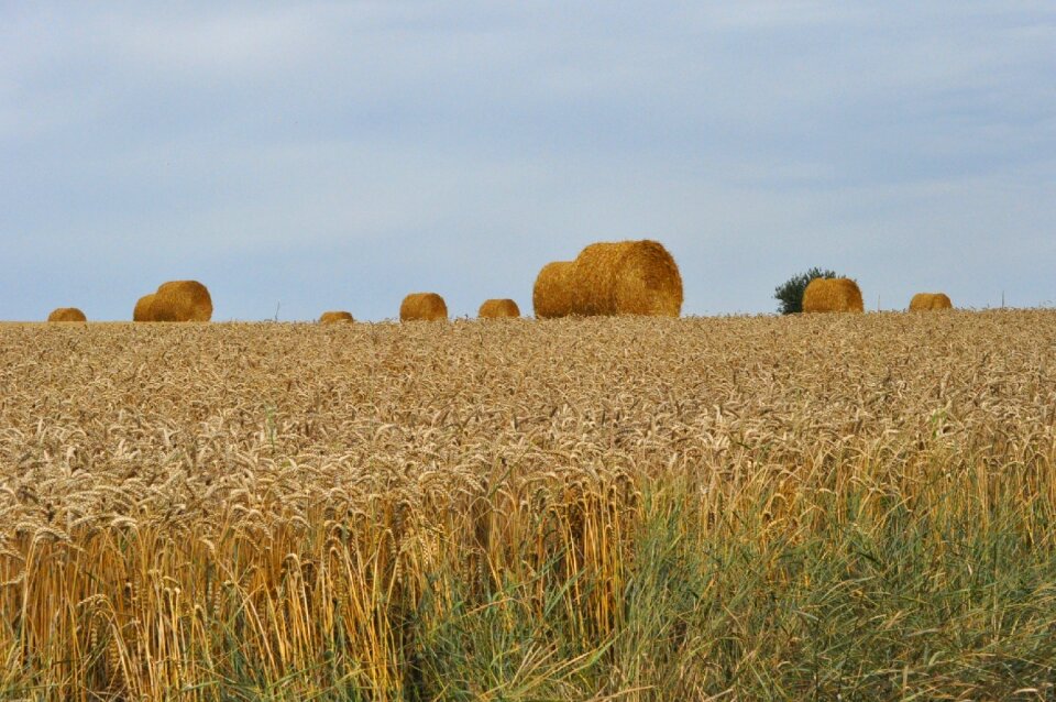 Bales straw field