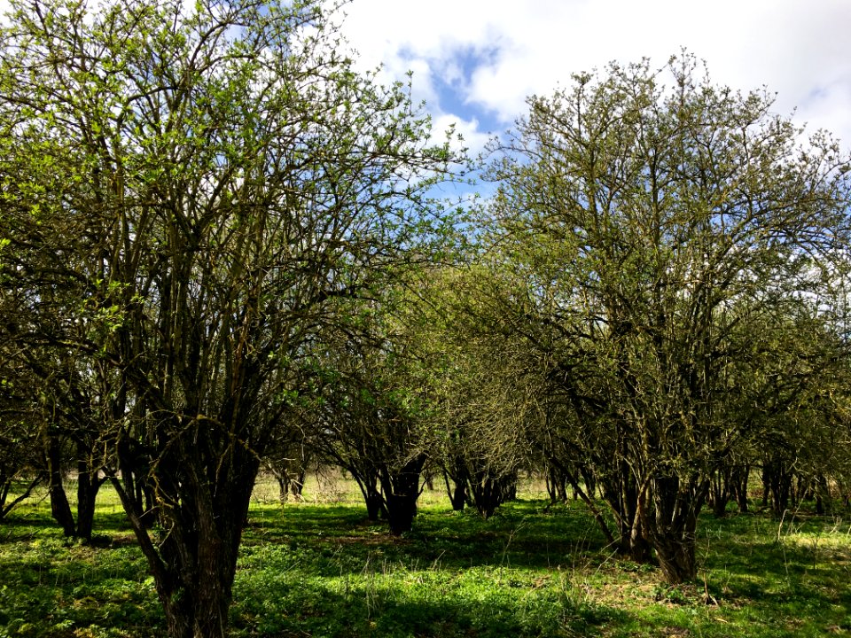 Shrubland in the Klompenwaard, Doornenburg