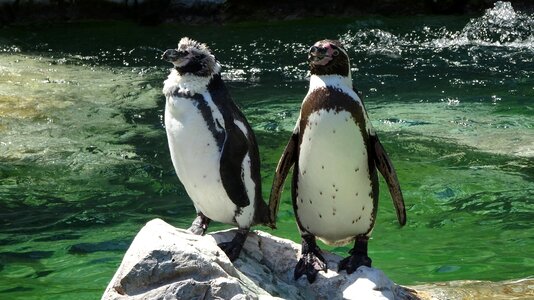 Penguin zoo schönbrunn water