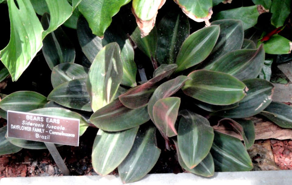 Siderasis fuscata - United States Botanic Garden - DSC09594