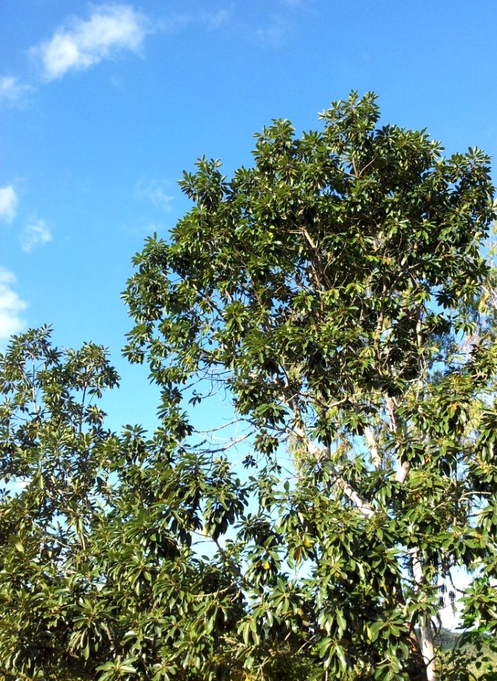 Sideroxylon ciderum - mangier vert - Mauritian tree 1