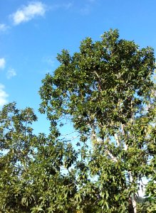 Sideroxylon ciderum - mangier vert - Mauritian tree 1