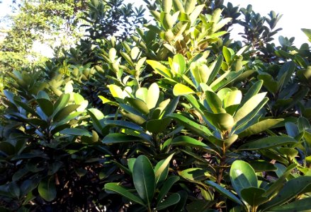 Sideroxylon ciderum - mangier vert - Mauritian tree 2