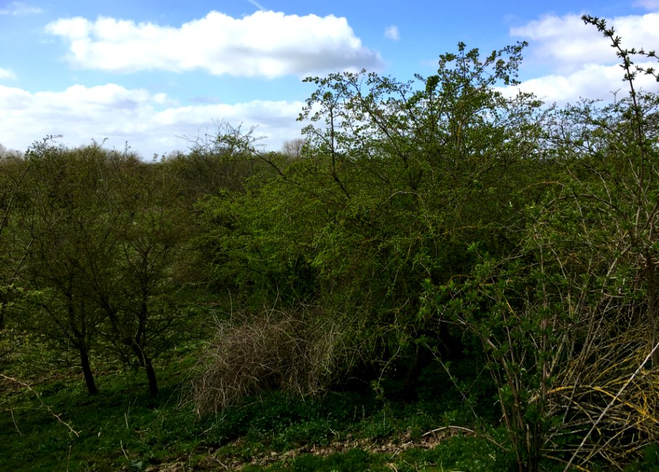 Shrubland vegetation of Rhamno-Prunetea